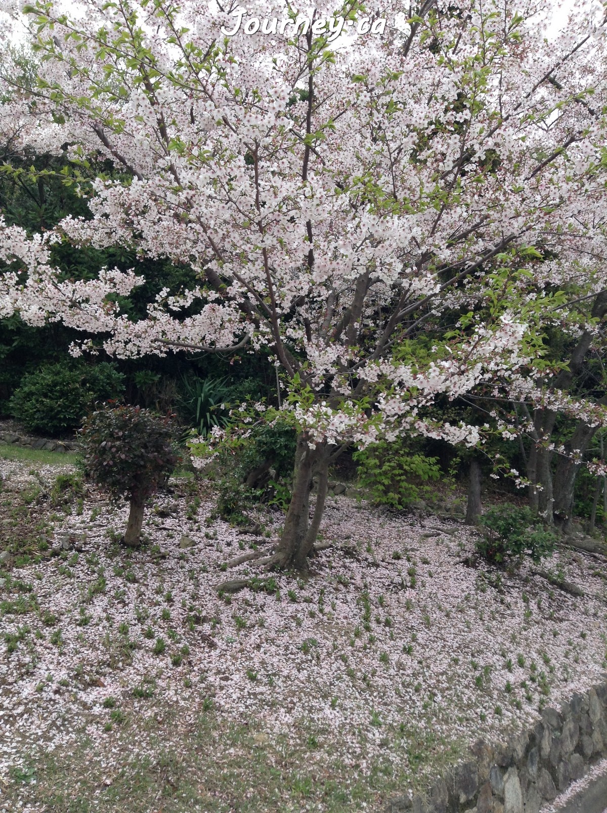 須磨浦公園-櫻花