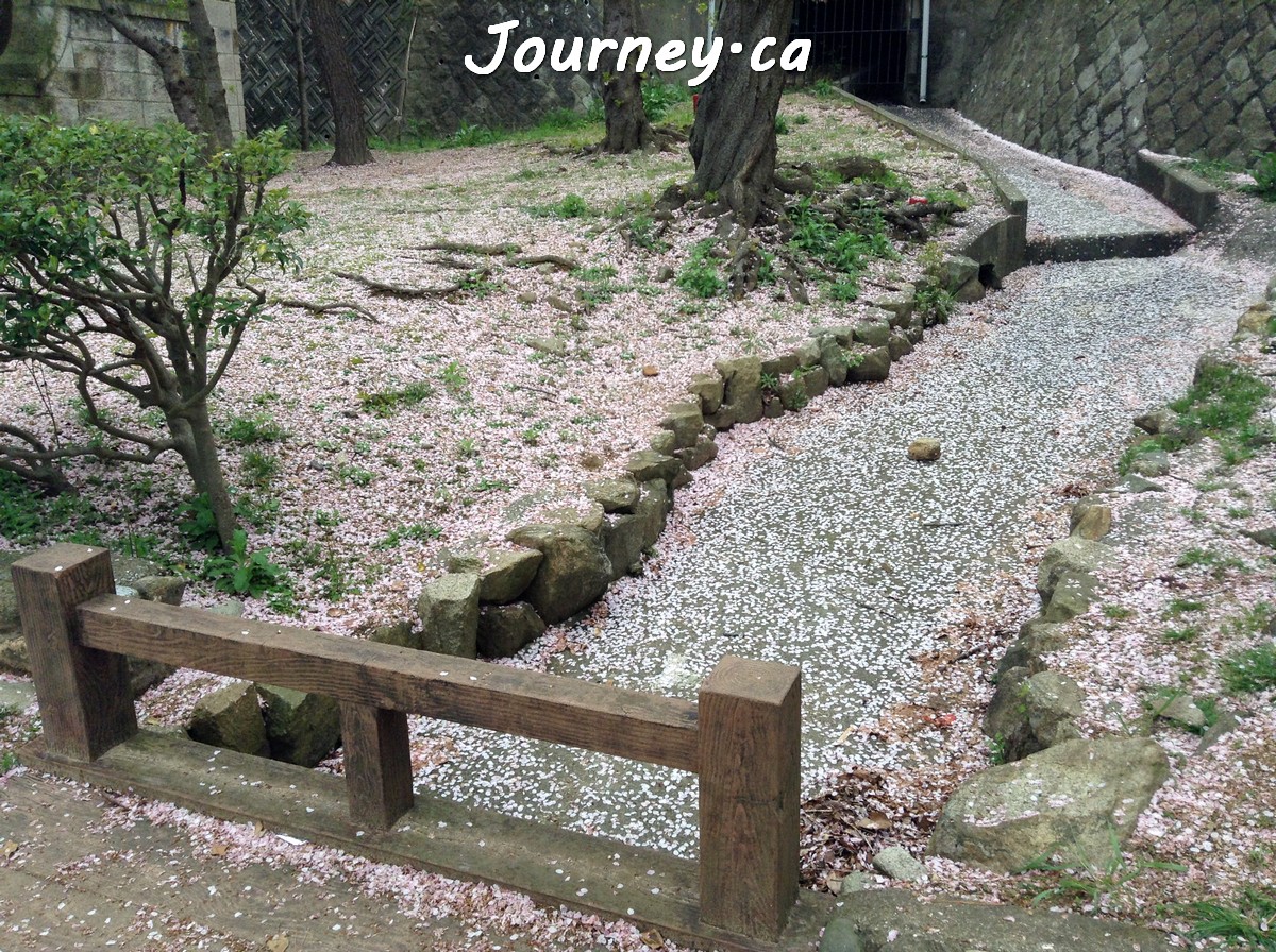 須磨浦公園-櫻花河