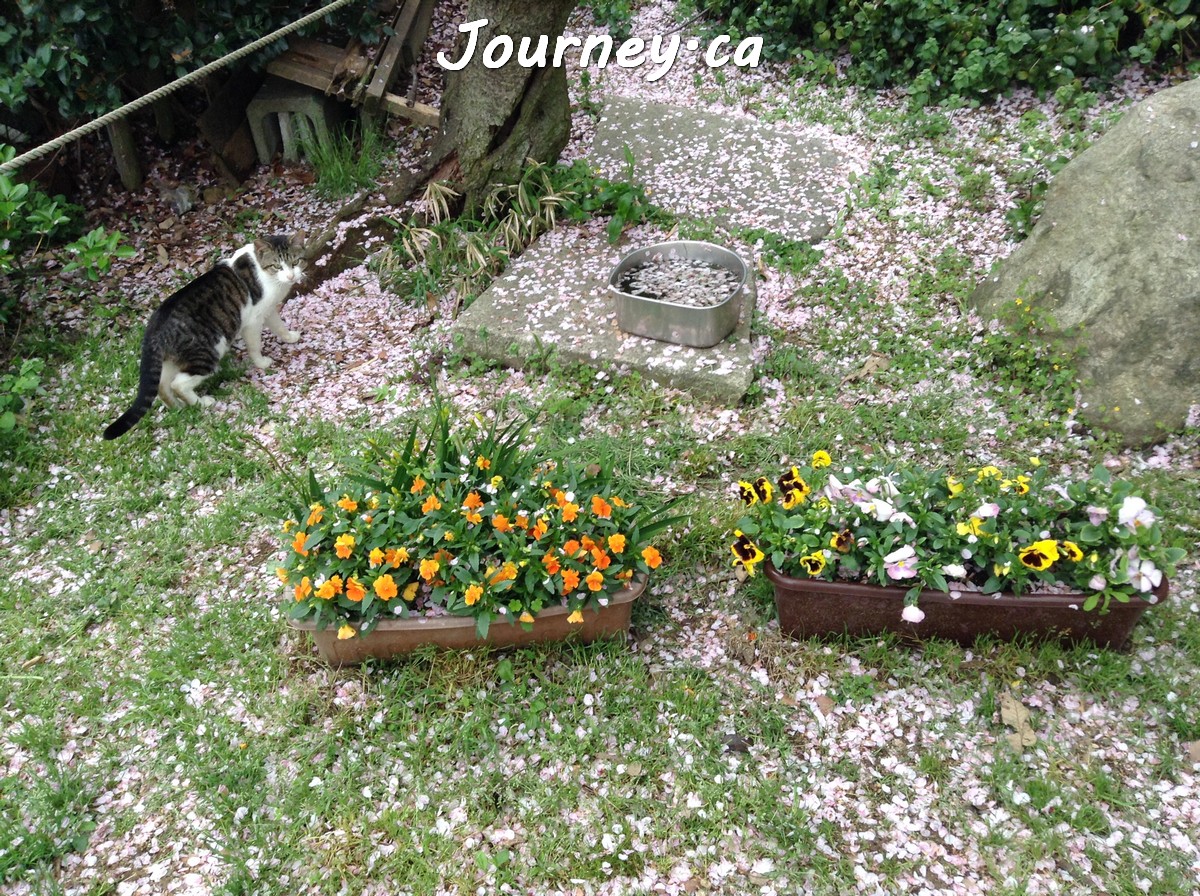 須磨浦公園-貓和櫻花