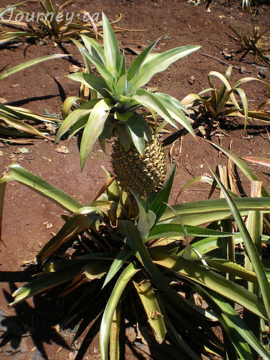 Pineapple Plant