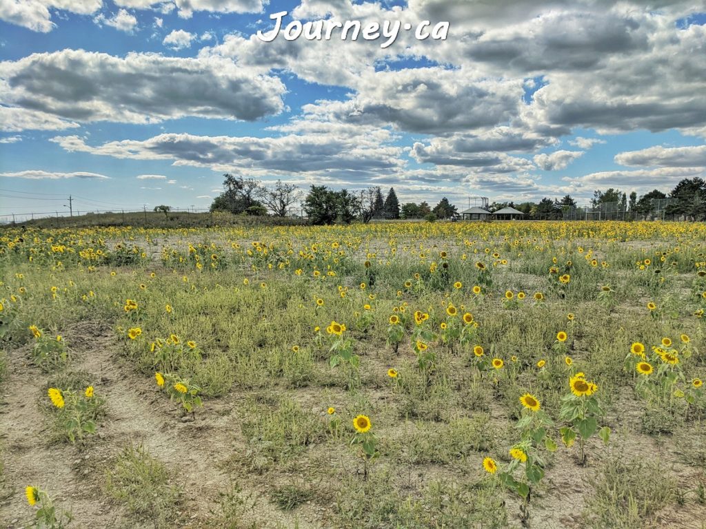 One Million Sunflowers at the site of Lakeview Village, Mississauga